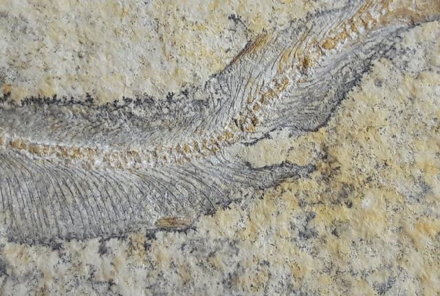 Allothrissops cf. salmoneus BLAINVILLE 1818 - Bild © FossNet FossilienStore